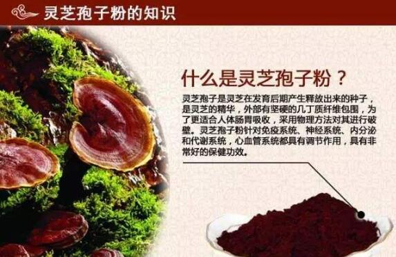 灵芝孢子粉的功效与作用 医院专家说的这些你肯-第1张图片-灵芝大师 灵芝孢子粉的功效与作用 医院专家说的这些你肯-第1张图片-灵芝大师