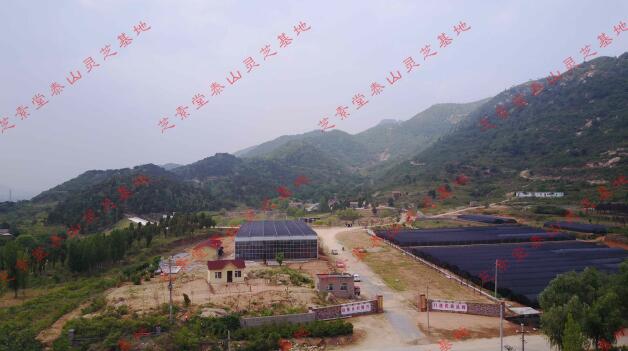 为什么医生不建议吃灵芝孢子粉？吃灵芝孢子粉