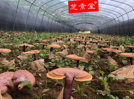 灵芝孢子粉的价位多少钱合适？ 灵芝孢子粉价格-第6张图片-灵芝大师