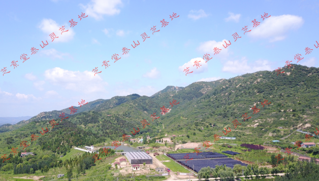 灵芝孢子粉价格为何相差这么多 灵芝孢子粉市场-第3张图片-灵芝大师 灵芝孢子粉价格为何相差这么多 灵芝孢子粉市场-第3张图片-灵芝大师