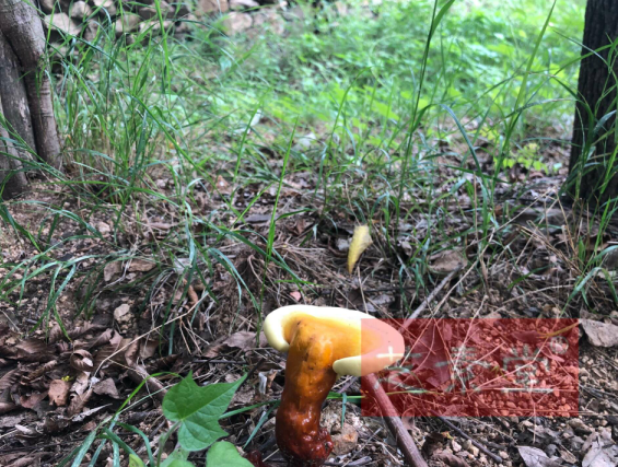 灵芝孢子粉价格为何相差这么多 灵芝孢子粉市场-第4张图片-灵芝大师 灵芝孢子粉价格为何相差这么多 灵芝孢子粉市场-第4张图片-灵芝大师