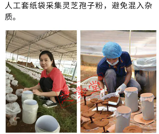 灵芝孢子粉抗癌真的可信吗？为什么有人这么说-第5张图片-灵芝大师