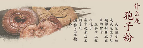 养芝人详解灵芝孢子粉的功效与作用-第1张图片-灵芝大师 养芝人详解灵芝孢子粉的功效与作用-第1张图片-灵芝大师