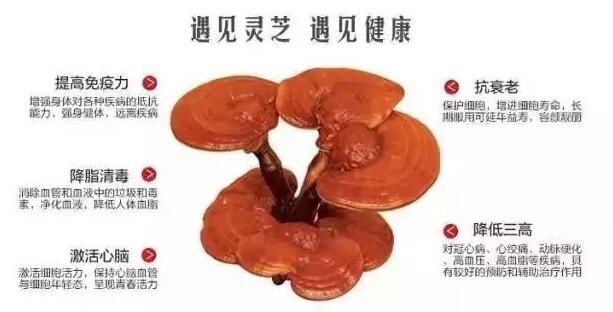 正宗灵芝孢子粉吃法，灵芝孢子粉怎么吃最好，-第2张图片-灵芝大师