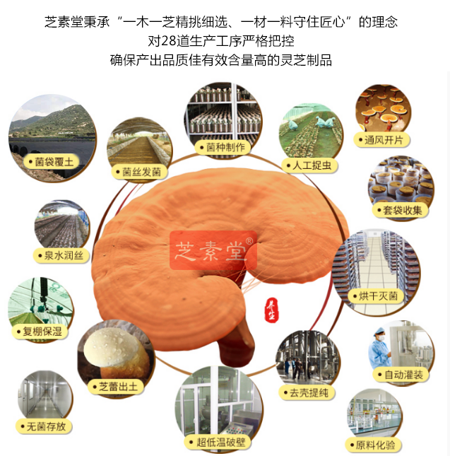 正宗灵芝孢子粉品牌 哪家好？小心上当-第3张图片-灵芝大师