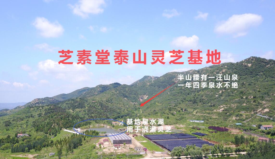 芝素堂  打造精品“国药”灵芝-第3张图片-灵芝大师