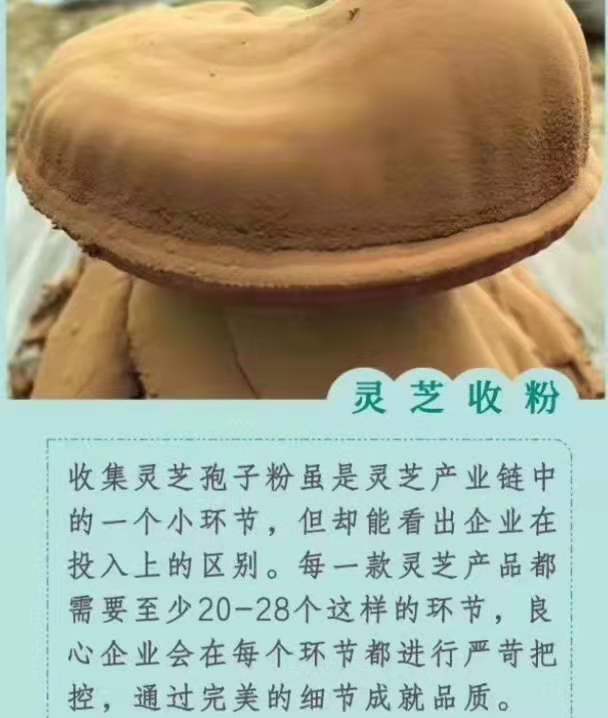 灵芝三萜含量越高越好 吗？灵芝孢子粉中灵芝三萜含量 决定价格吗？-第1张图片-灵芝大师