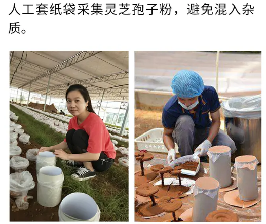 灵芝三萜含量越高越好 吗？灵芝孢子粉中灵芝三萜含量 决定价格吗？-第2张图片-灵芝大师