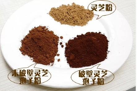 灵芝粉灵芝孢子粉的区别 是什么?灵芝粉和灵芝孢子粉我们应该买哪个?-第1张图片-灵芝大师 灵芝粉灵芝孢子粉的区别 是什么?灵芝粉和灵芝孢子粉我们应该买哪个?-第1张图片-灵芝大师