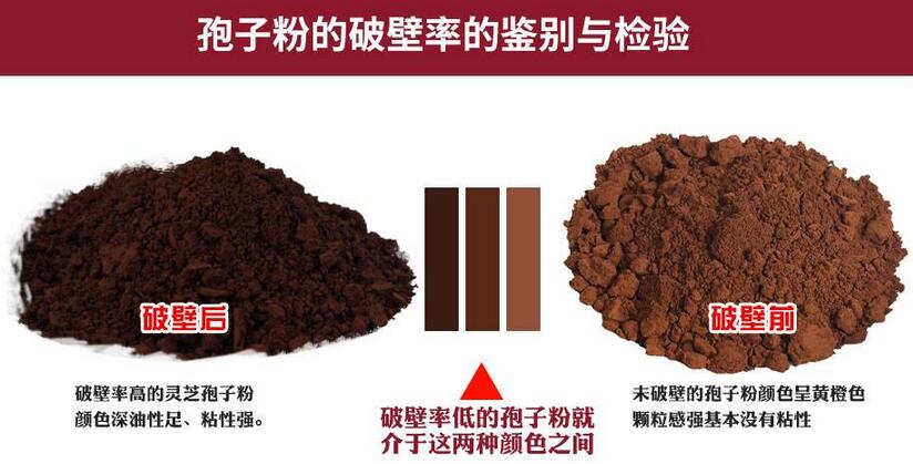 灵芝粉灵芝孢子粉的区别 是什么？灵芝粉和灵芝孢子粉我们应该买哪个？-第3张图片-灵芝大师