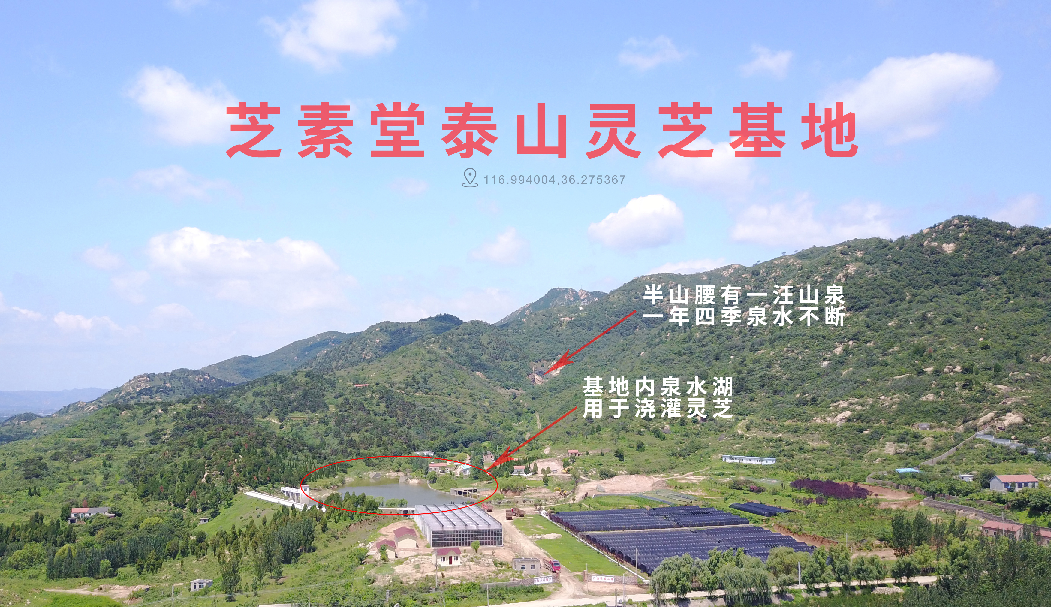 正宗灵芝孢子粉价格 是由哪些因素决定的?-第2张图片-灵芝大师 正宗灵芝孢子粉价格 是由哪些因素决定的?-第2张图片-灵芝大师