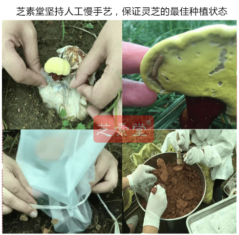 破壁灵芝孢子粉价格 为什么差距这么大?灵芝孢子粉价格是多少?-第2张图片-灵芝大师 破壁灵芝孢子粉价格 为什么差距这么大?灵芝孢子粉价格是多少?-第2张图片-灵芝大师