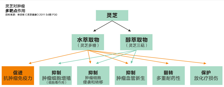 灵芝三萜含量多少为好？灵芝三萜含量越高越好 吗？-第1张图片-灵芝大师