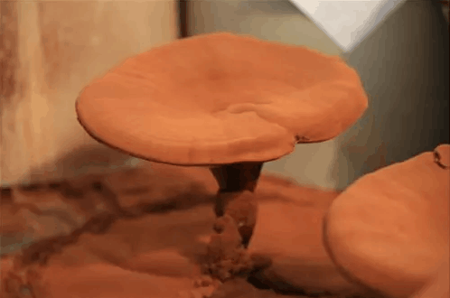 灵芝孢子粉怎么服用？灵芝孢子粉怎么吃最好吸收？-第1张图片-灵芝大师