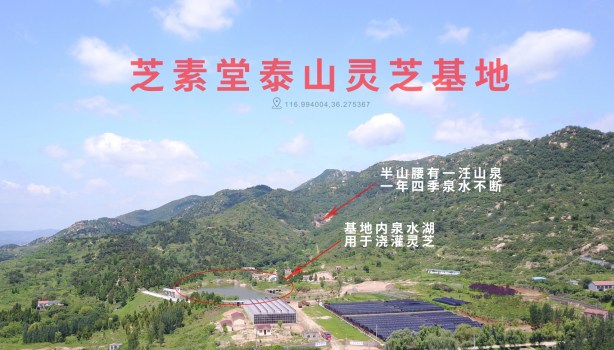 正宗破壁灵芝孢子粉功效 取决于灵芝种植地-第2张图片-灵芝大师