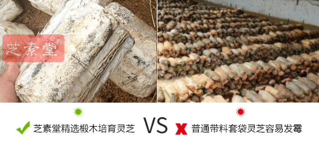 灵芝孢子粉好坏有啥区别？灵芝孢子粉好坏以什么成分决定？-第2张图片-灵芝大师
