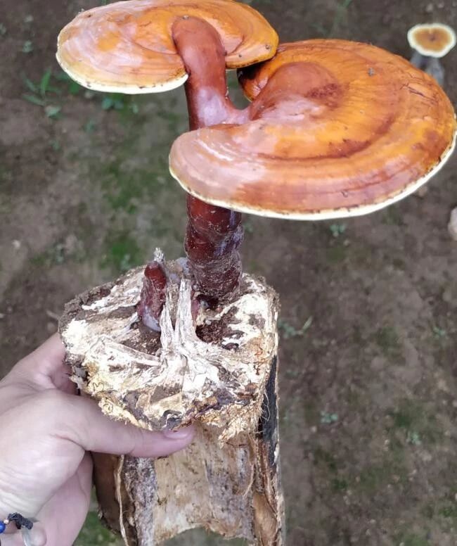 灵芝孢子粉好坏有啥区别？灵芝孢子粉好坏以什么成分决定？-第3张图片-灵芝大师