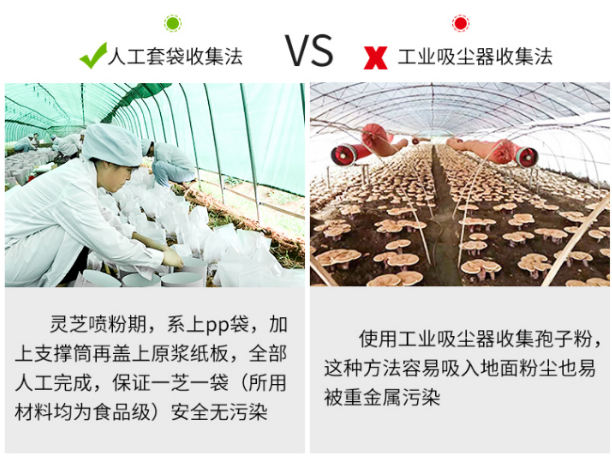灵芝孢子粉好坏有啥区别？灵芝孢子粉好坏以什么成分决定？-第4张图片-灵芝大师