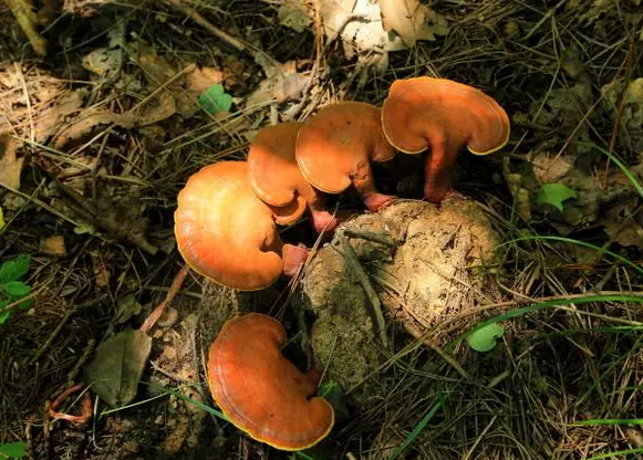 修正和同仁堂灵芝孢子粉差异-第1张图片-灵芝大师