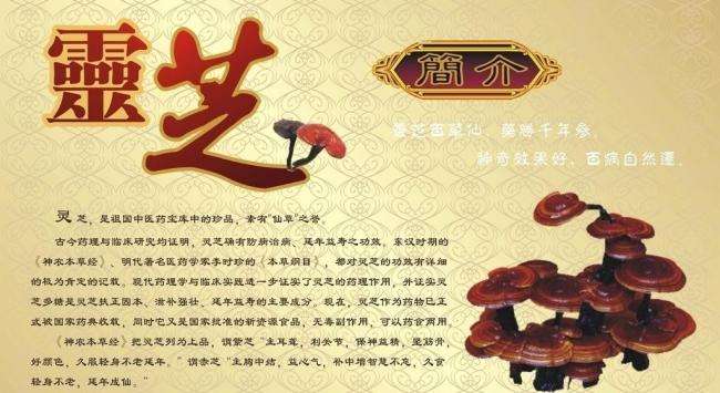 灵芝孢子粉不适宜人有哪些?.-第1张图片-灵芝大师 灵芝孢子粉不适宜人有哪些?.-第1张图片-灵芝大师