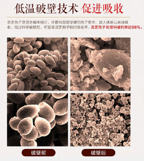 破壁灵芝孢子粉破壁是什么意思？灵芝孢子粉破壁和不破壁的区别？-第1张图片-灵芝大师