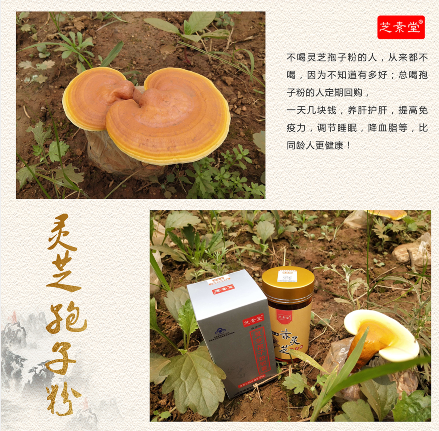 服用芝素堂灵芝孢子粉有什么禁忌？-第1张图片-灵芝大师