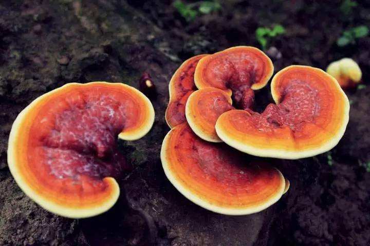 灵芝怎么种植？灵芝的种植条件以及注意事项？-第1张图片-灵芝大师