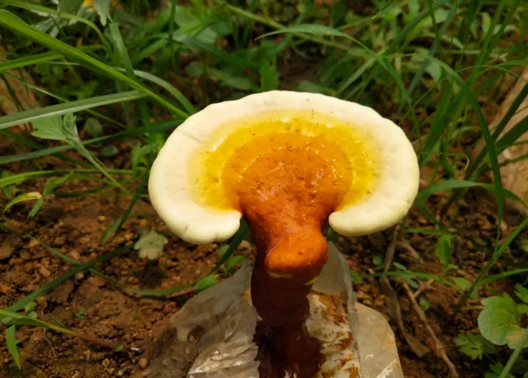灵芝怎么种植？灵芝的种植条件以及注意事项？-第3张图片-灵芝大师