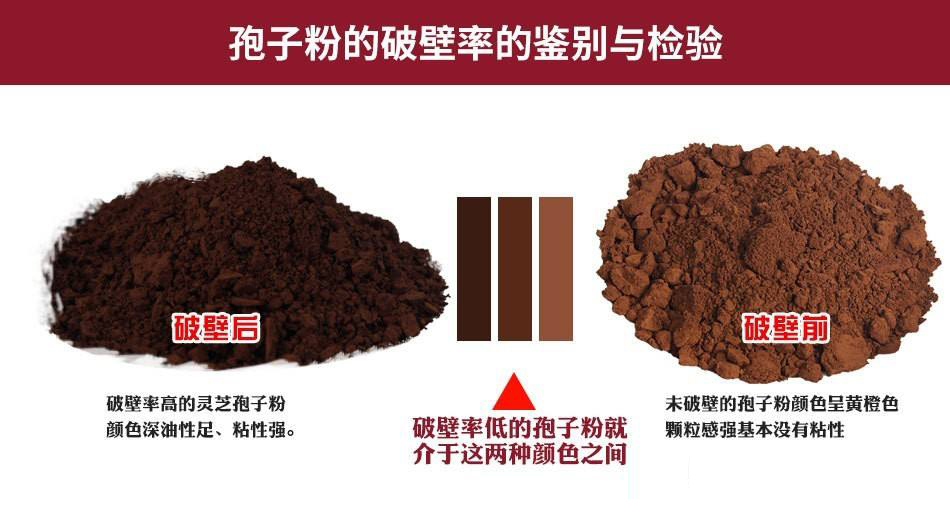 灵芝孢子粉哪种破壁方法好？-第1张图片-灵芝大师