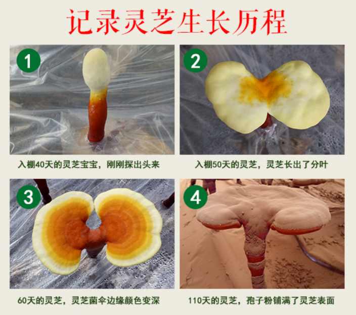 免疫力低怎么提高免疫力?医生建议多做以下5种事-第1张图片-灵芝大师 免疫力低怎么提高免疫力?医生建议多做以下5种事-第1张图片-灵芝大师