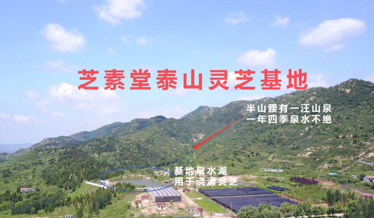 芝素堂灵芝孢子粉是正规厂家吗?正规厂家必须具备这几点-第2张图片-灵芝大师 芝素堂灵芝孢子粉是正规厂家吗?正规厂家必须具备这几点-第2张图片-灵芝大师