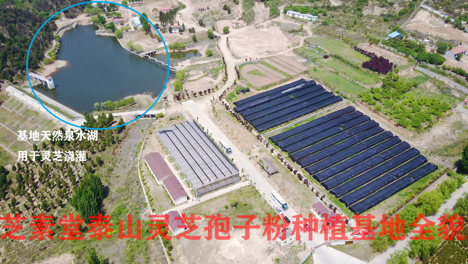 泰山灵芝孢子粉哪家的好？芝素堂灵芝孢子粉怎么样
