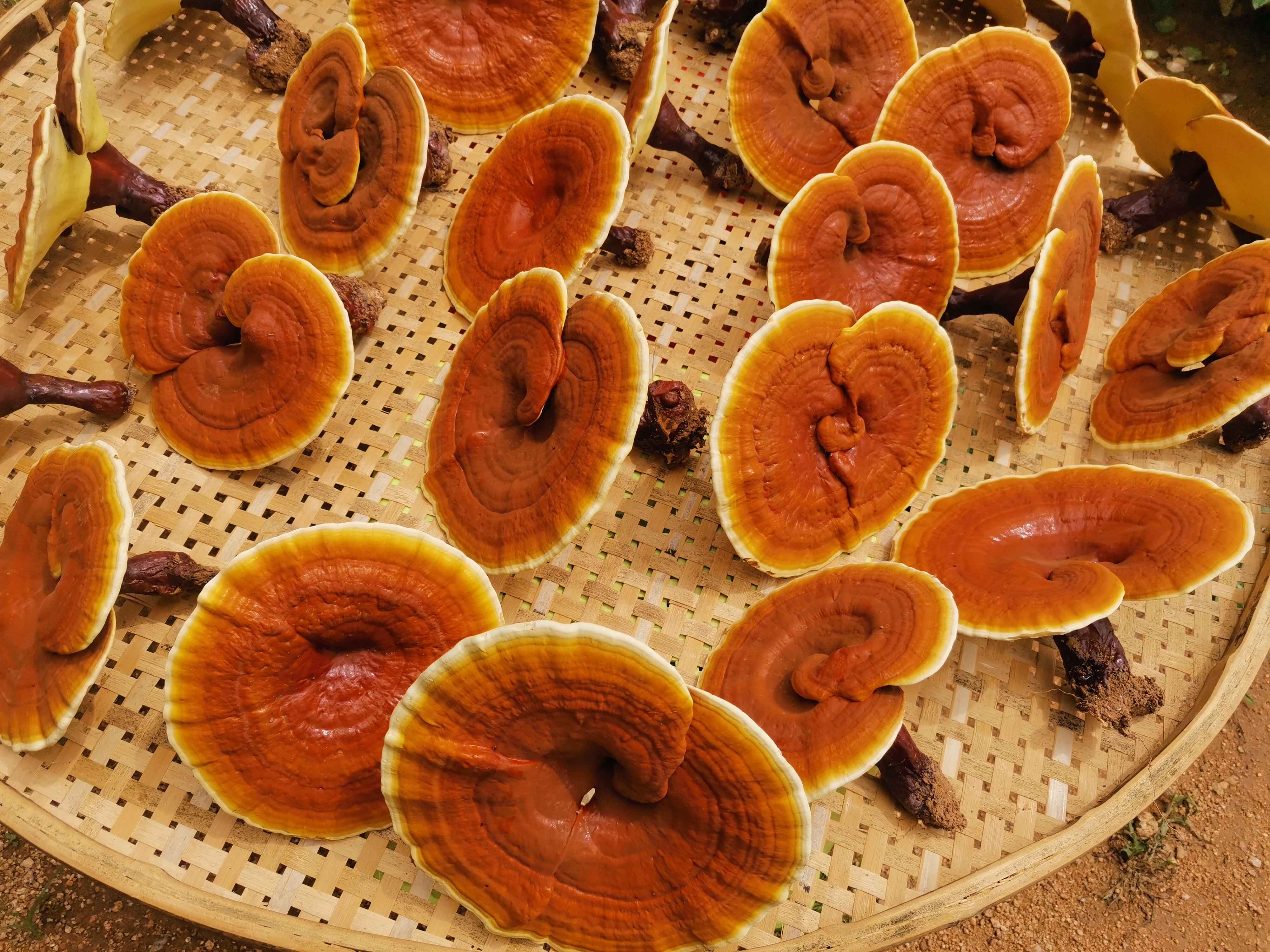灵芝孢子粉新粉上市？靠谱吗？