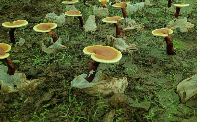 灵芝孢子粉怎么吃比较好?这样吃效果更好-第1张图片-灵芝大师 灵芝孢子粉怎么吃比较好?这样吃效果更好-第1张图片-灵芝大师