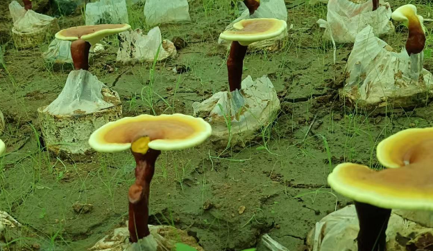 吃灵芝孢子粉拉肚子是怎么回事？