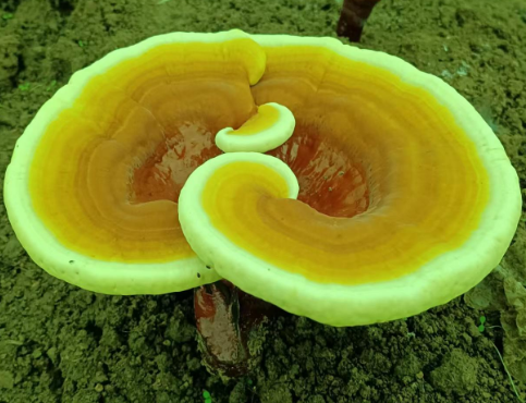 灵芝孢子粉怎么吃吸收好?饭前吃还是饭后吃?-第1张图片-灵芝大师 灵芝孢子粉怎么吃吸收好?饭前吃还是饭后吃?-第1张图片-灵芝大师