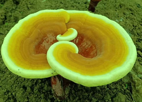灵芝孢子粉能改善睡眠吗?吃灵芝孢子粉管用不?-第1张图片-灵芝大师 灵芝孢子粉能改善睡眠吗?吃灵芝孢子粉管用不?-第1张图片-灵芝大师
