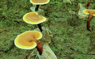 有胃病的人能吃灵芝孢子粉吗？-第1张图片-灵芝大师
