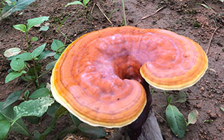 灵芝孢子粉对身体有哪些好处？快来了解灵芝孢子粉！
