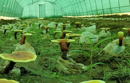 灵芝孢子粉对身体有什么好处？灵芝孢子粉怎么喝？-第1张图片-灵芝大师