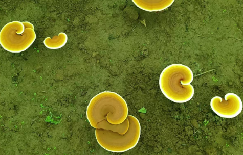 灵芝孢子粉每天吃多少?专家解析灵芝孢子粉每日服用量-第1张图片-灵芝大师 灵芝孢子粉每天吃多少?专家解析灵芝孢子粉每日服用量-第1张图片-灵芝大师
