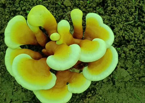 灵芝孢子粉可以用开水冲服吗？