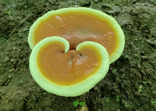 更年期喝灵芝孢子粉好吗?-第1张图片-灵芝大师 更年期喝灵芝孢子粉好吗?-第1张图片-灵芝大师