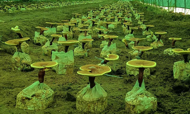 灵芝孢子粉的禁忌都有哪些?灵芝孢子粉禁忌必知!-第1张图片-灵芝大师 灵芝孢子粉的禁忌都有哪些?灵芝孢子粉禁忌必知!-第1张图片-灵芝大师
