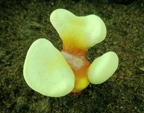 灵芝孢子粉哪家正宗?教你选择正宗灵芝孢子粉产品-第1张图片-灵芝大师 灵芝孢子粉哪家正宗?教你选择正宗灵芝孢子粉产品-第1张图片-灵芝大师