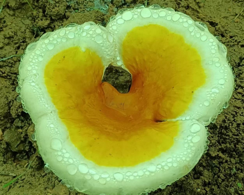 灵芝孢子粉长期吃好吗？吃多久能起效果？