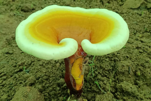 灵芝孢子粉怎么吃效果最好？肠胃不好能空腹吃吗？-第1张图片-灵芝大师