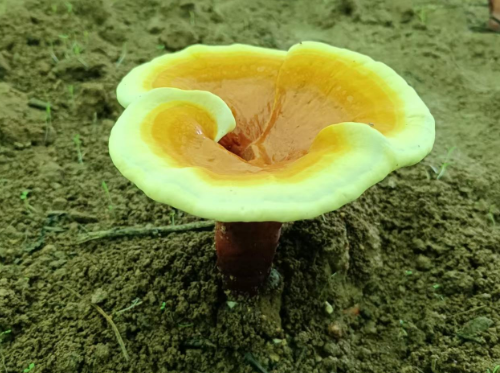 灵芝孢子粉哪里产的最好？怎么选择灵芝孢子粉产品？-第1张图片-灵芝大师