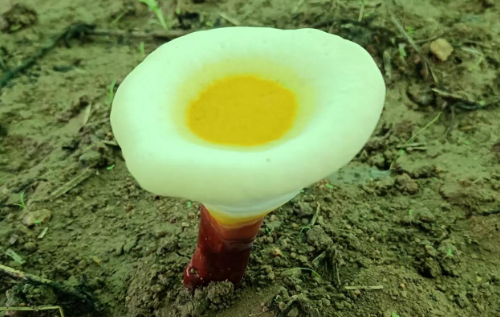 肠胃不好的人能吃灵芝孢子粉吗？治肠胃有一手