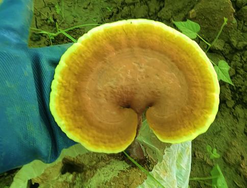 失眠睡不着的人可以喝灵芝孢子粉吗？什么时间段喝效果最好？